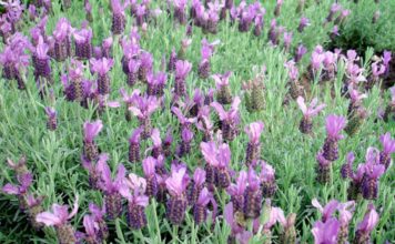 Óleo essencial de Rosmaninho Óleo essencial de Rosmaninho