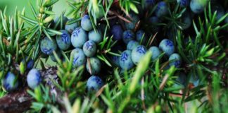 Óleo essencial de Junípero ou Zimbro