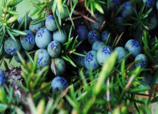 Óleo essencial de Junípero ou Zimbro