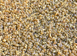 Óleo essencial de Incenso, benefícios e aplicações Óleo essencial de incenso