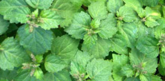 Óleo essencial de patchouli