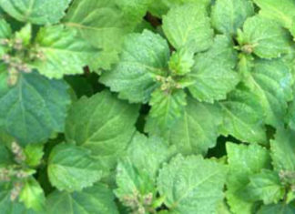 Óleo essencial de patchouli