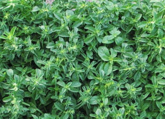 Óleo essencial de Poejo