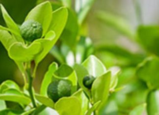 Óleo essencial de Petitgrain, benefícios e aplicações