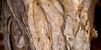 Óleo de malaleuca - árvore do chá ou tea tree