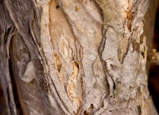 Óleo de malaleuca - árvore do chá ou tea tree