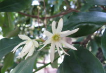 óleo essencial de Anis Verde