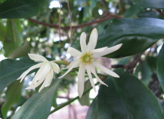 óleo essencial de Anis Verde