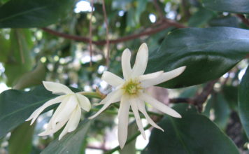 Óleo essencial de Anis Verde óleo essencial de Anis Verde