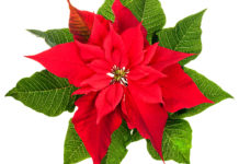 A lenda da Flor de Natal