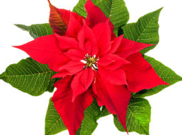 A lenda da Flor de Natal