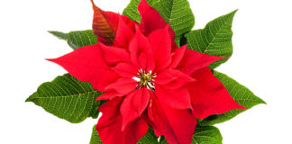 A lenda da Flor de Natal