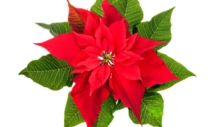 A lenda da Flor de Natal