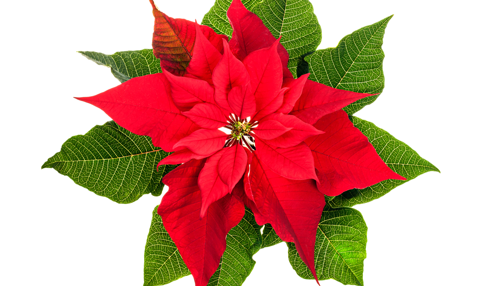 A Lenda da flor de Natal - Mulher Portuguesa