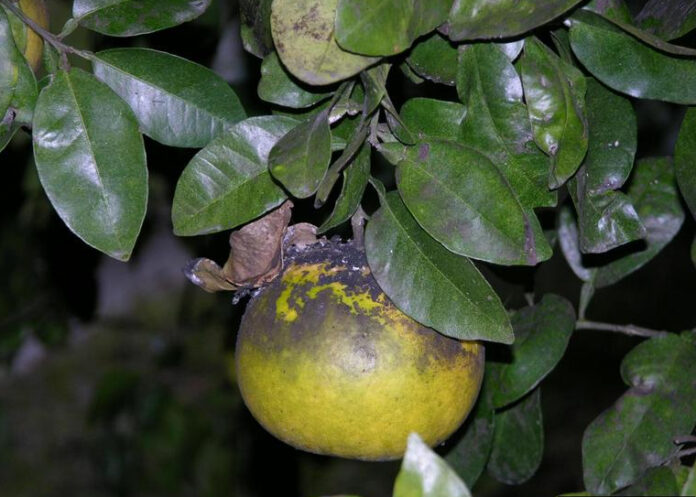 Doença das plantas - fumagina