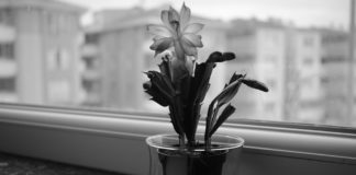 5 dicas de jardinagem para principiantes