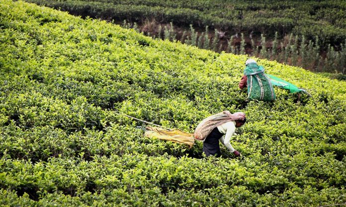 A verdadeira história do chá, mitos e lendas