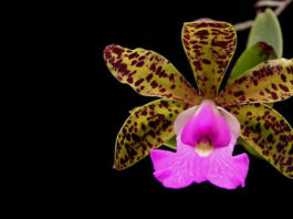 As 4 espécies de orquídeas que todo colecionador deveria terAs 4 espécies de orquídeas que todo colecionador deveria ter