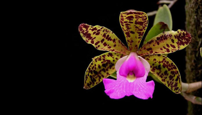 As 4 espécies de orquídeas que todo colecionador deveria terAs 4 espécies de orquídeas que todo colecionador deveria ter