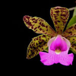 As 4 espécies de orquídeas que todo colecionador deveria terAs 4 espécies de orquídeas que todo colecionador deveria ter
