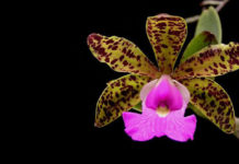 As 4 espécies de orquídeas que todo colecionador deveria terAs 4 espécies de orquídeas que todo colecionador deveria ter