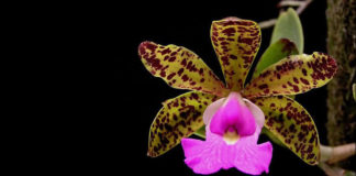 As 4 espécies de orquídeas que todo colecionador deveria terAs 4 espécies de orquídeas que todo colecionador deveria ter