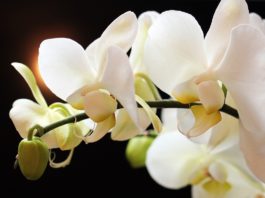 Espécies de Orquídeas