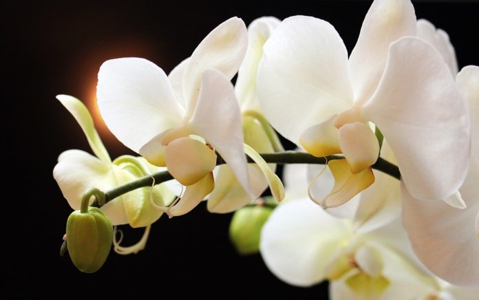 Espécies de Orquídeas