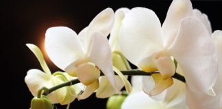 Espécies de Orquídeas