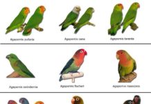 Principais tipos de Agapornis