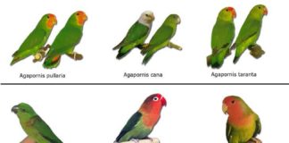 Principais tipos de Agapornis